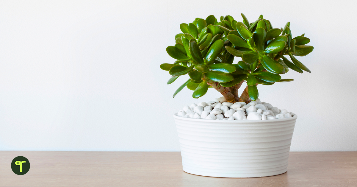 Jade plant in white pot on table.