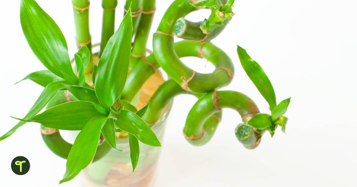 Closeup of lucky bamboo plant.