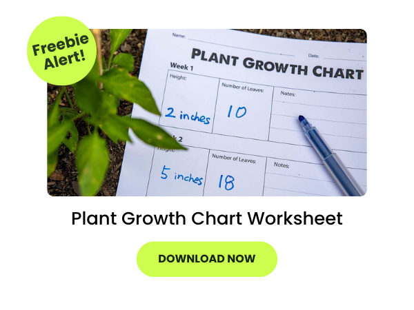 Plant growth chart worksheet next to plant and the words 