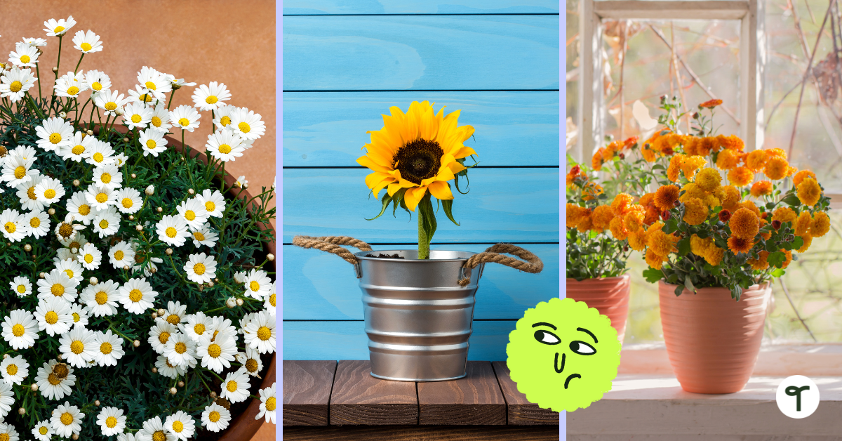 A three photo grid showing daisies, sunflowers, and chrysanthemums.