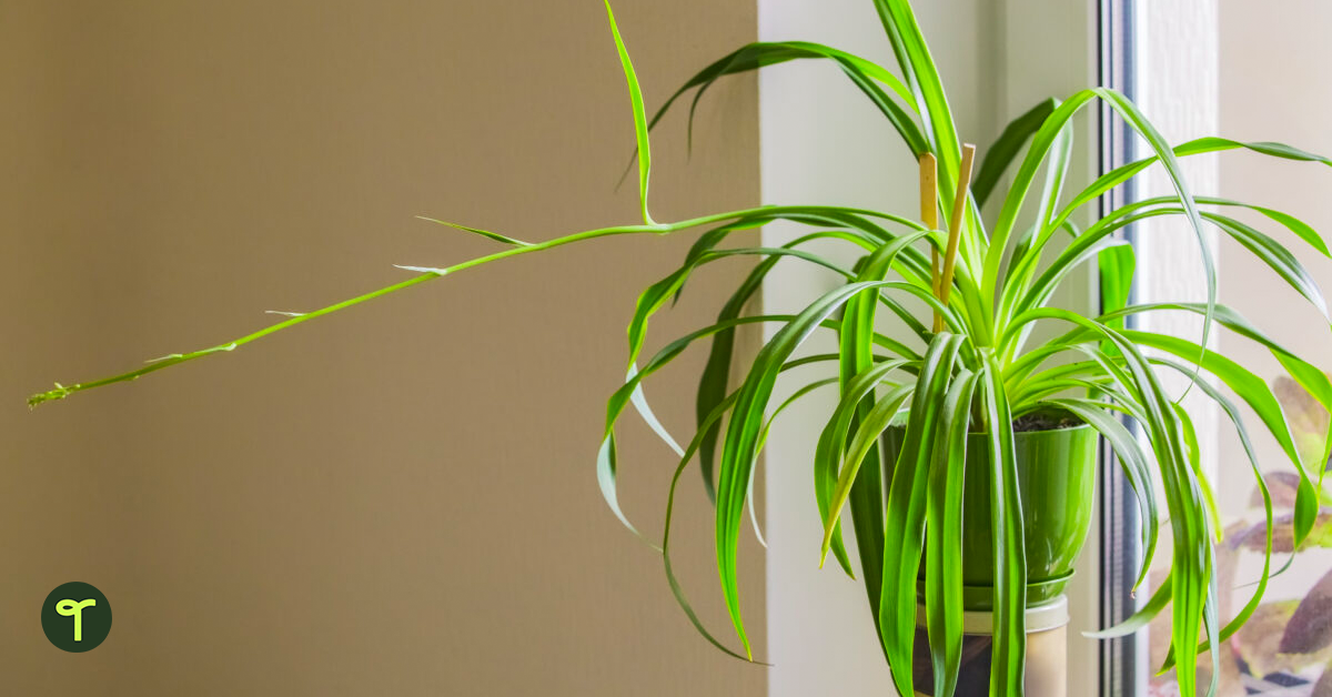 Spider plant next to a window.