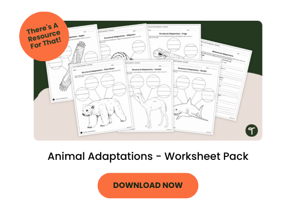 Animal Adaptations Worksheet with dark orange 