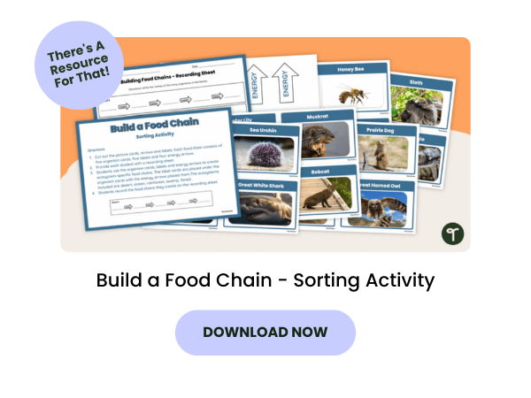 Build a Food Chain Sorting Activity preview with purple 