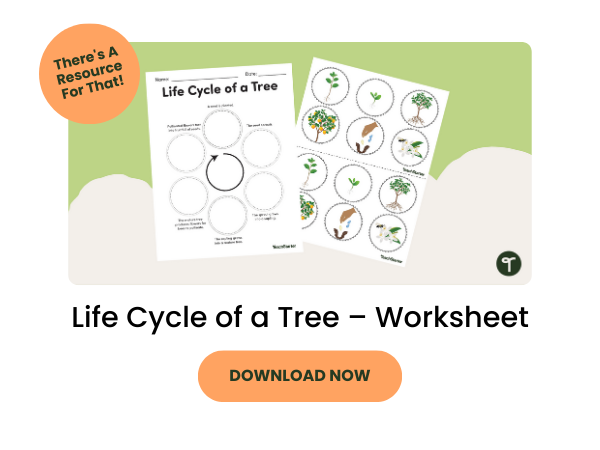 Life Cycle of a Tree Worksheet with orange 