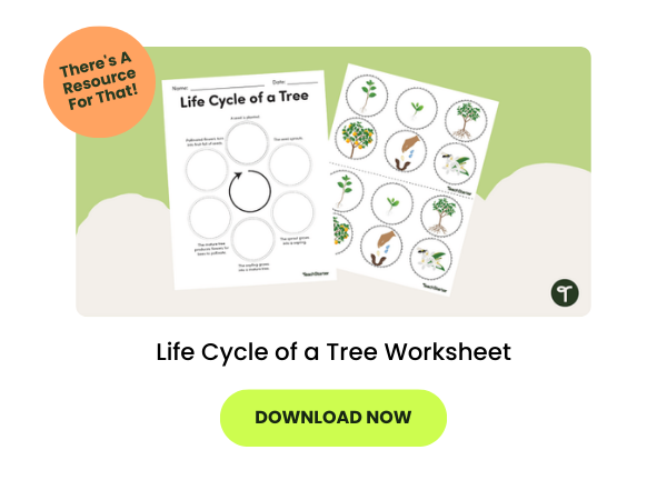tree life cycle worksheets are seen on a green and beige background. There is a green button that reads download now. An orange bubble reads there's a resource for that