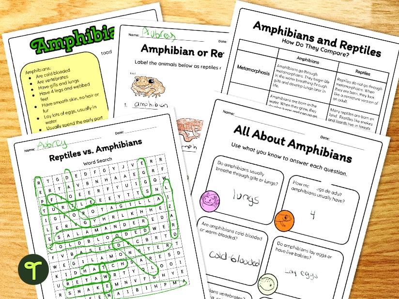 Amphibia vs reptilia worksheets