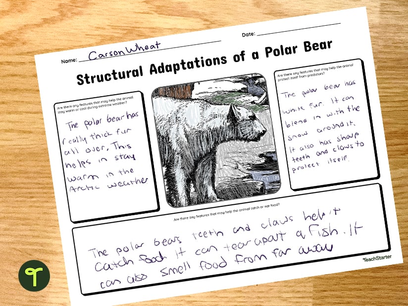 Polar bear adaptation worksheet