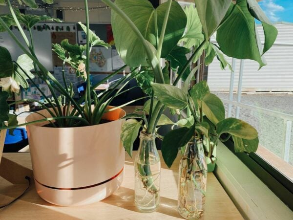 plants on a shelf in a classroom