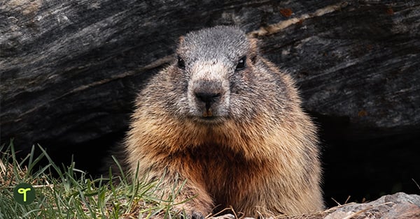 a groundhog comes out of its burrow
