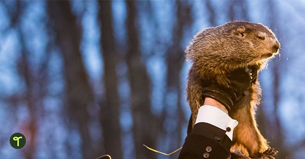Punxsutawney Phil held up in the air on groundhog day