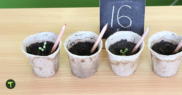 a series of seedling cups sit in a row on a desk in a classroom