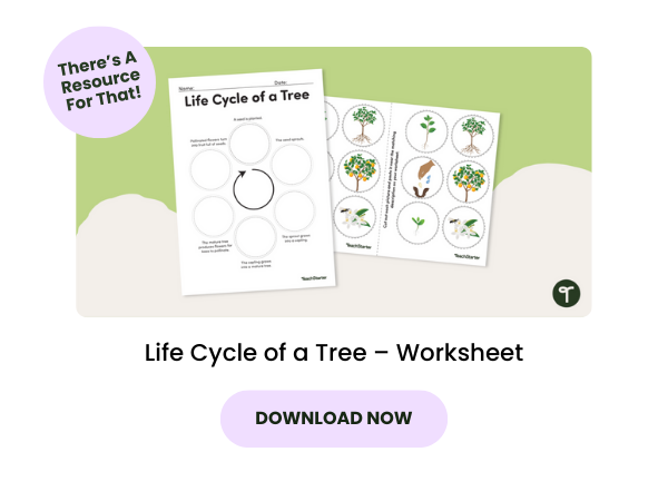 Life Cycle of a Tree – Worksheet