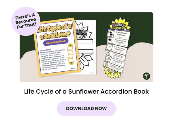 Life Cycle of a Sunflower Accordion Book