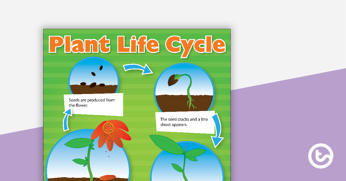 植物生命周期海报的预览图像 - 教学资源
