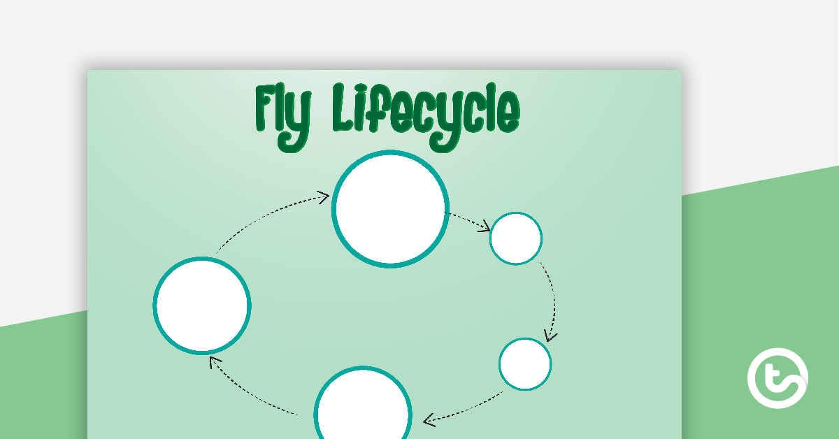 Preview image for Fly Life Cycle Sort Activity - teaching resource