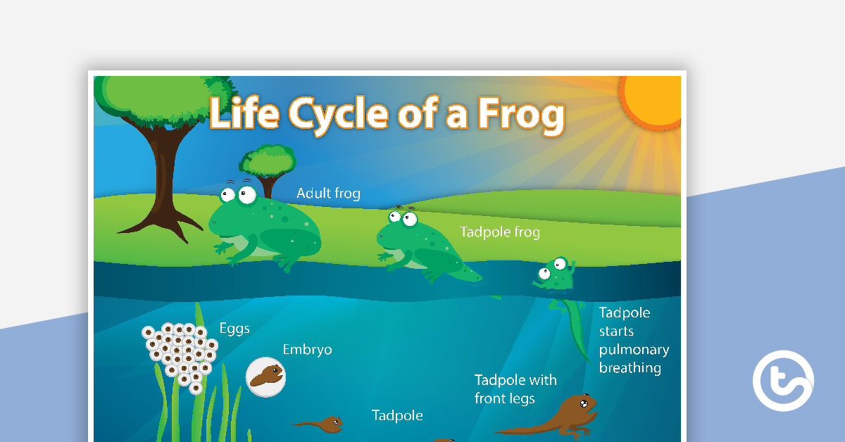 青蛙生命周期的预览图像 - 教学资源