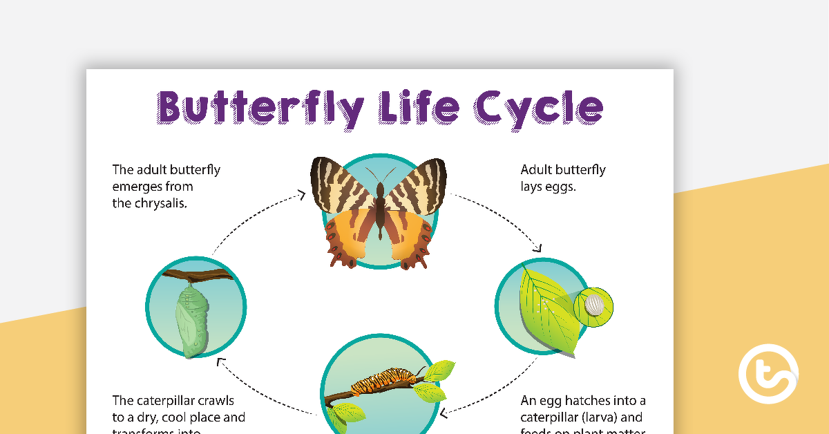 蝴蝶生命周期海报的预览图像 - 教学资源