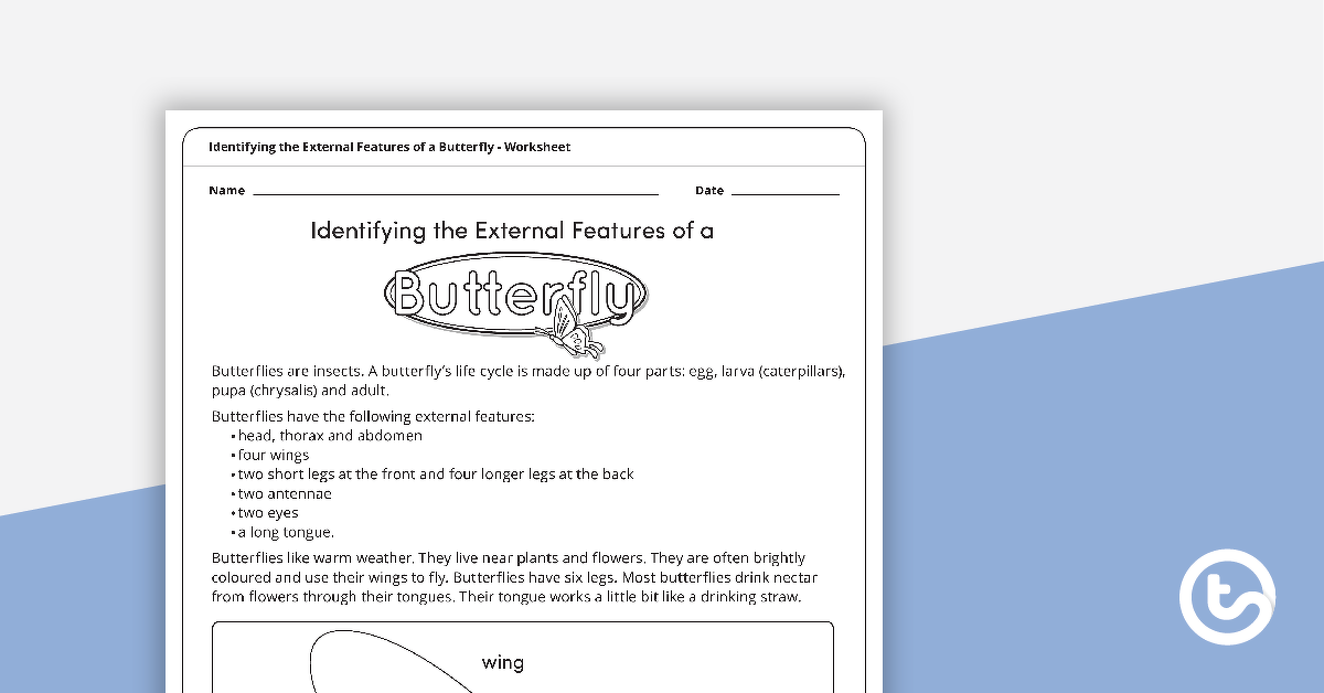 Preview image for Identifying the External Features of a Butterfly - teaching resource