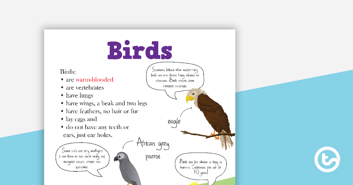 动物分类海报的预览图像 - 鸟类 - 教学资源