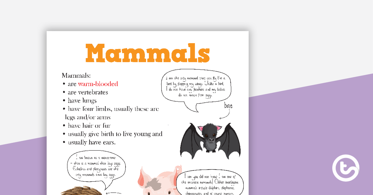 动物分类的预览图像 - 哺乳动物海报 - 教学资源