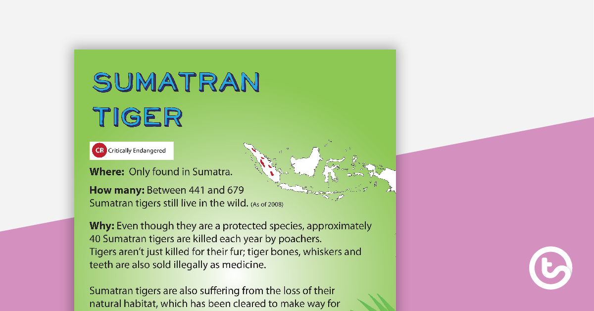 Preview image for Sumatran Tiger Endangered Animal Poster - teaching resource