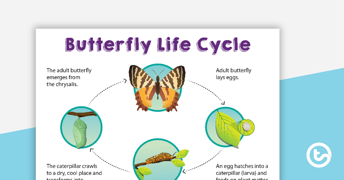 蝴蝶生命周期排序的预览图像 - 教学资源