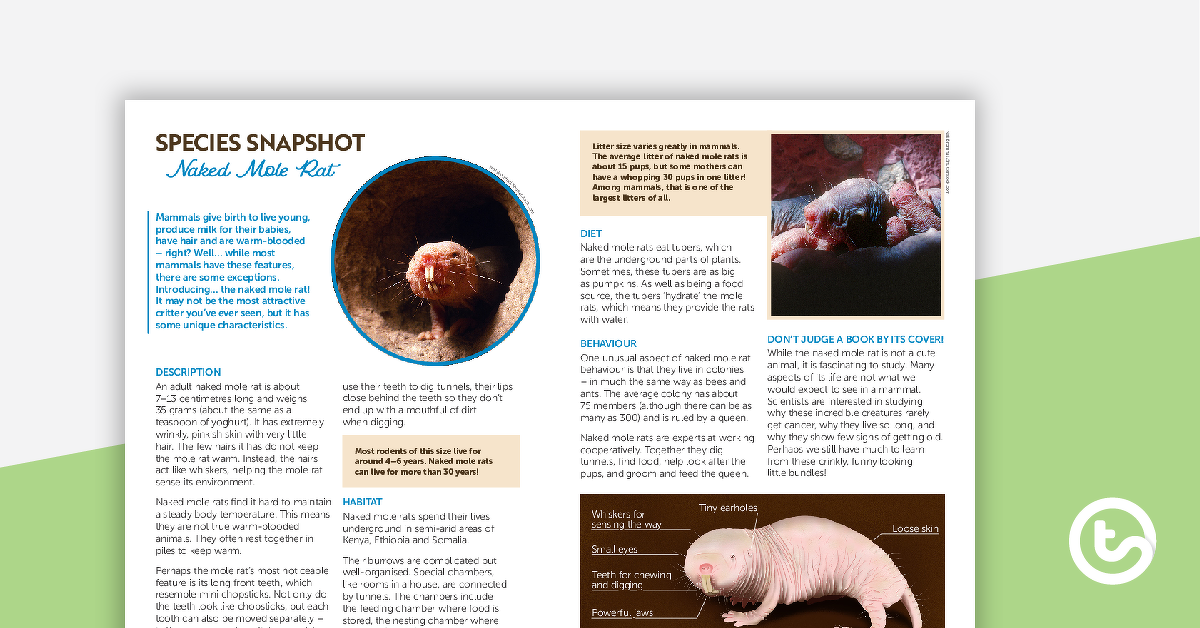 Preview image for Species Snapshot Worksheet - Naked Mole Rat - teaching resource