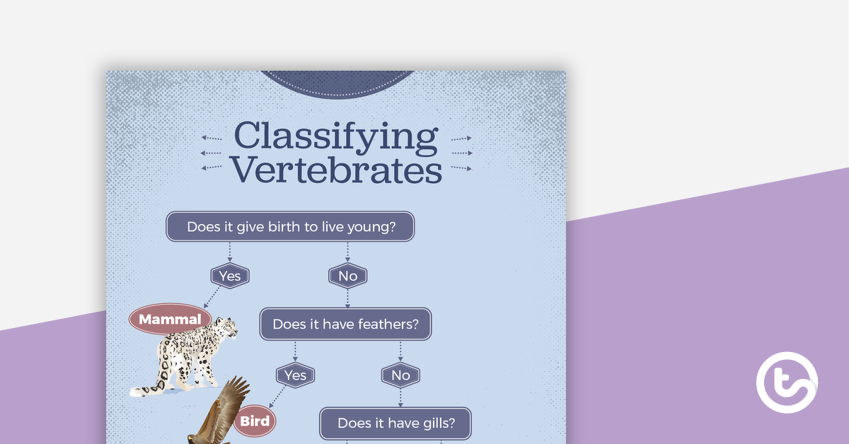 Preview image for Classifying Vertebrates Flow Chart Poster - teaching resource