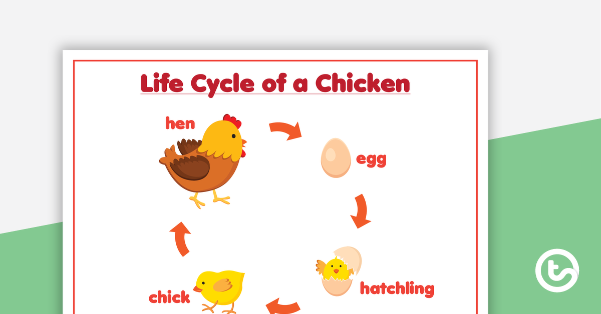 鸡的生命周期的预览图像 - 海报 - 教学资源
