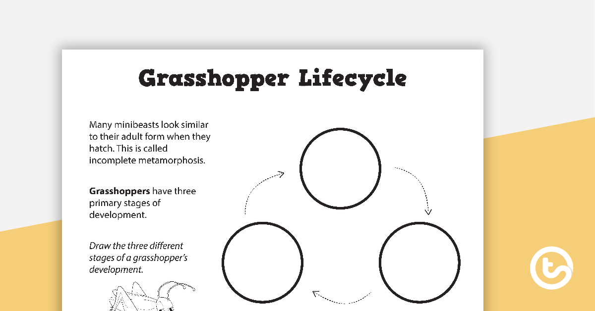 蚱hopper生命周期的预览图像 - 空白模板 - 教学资源