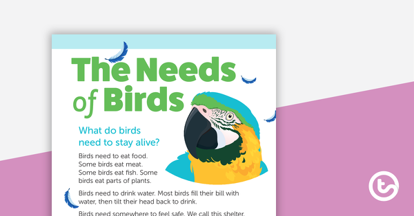 Preview image for The Needs of Birds – Worksheet - teaching resource