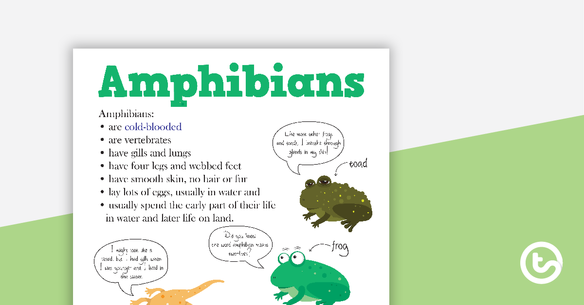 Preview image for Animal Classification Posters – All - teaching resource
