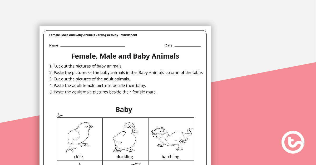 Preview image for Female, Male and Baby Animals Sorting Activity - teaching resource