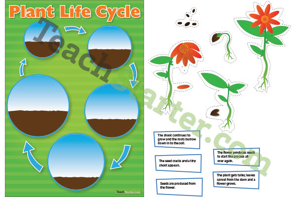 植物生命周期分类的缩略图-教学资源
