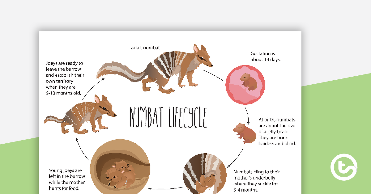 预览图像的生命周期袋食蚁兽海报——教学资源