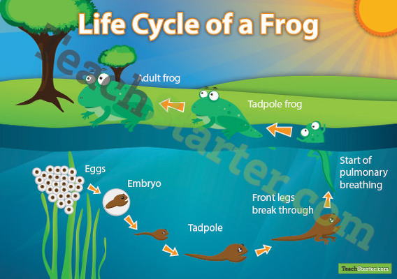 青蛙生命周期的缩略图 - 教学资源