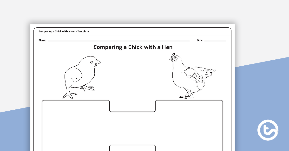 预览图像将小鸡与母鸡模板进行比较 - 教学资源