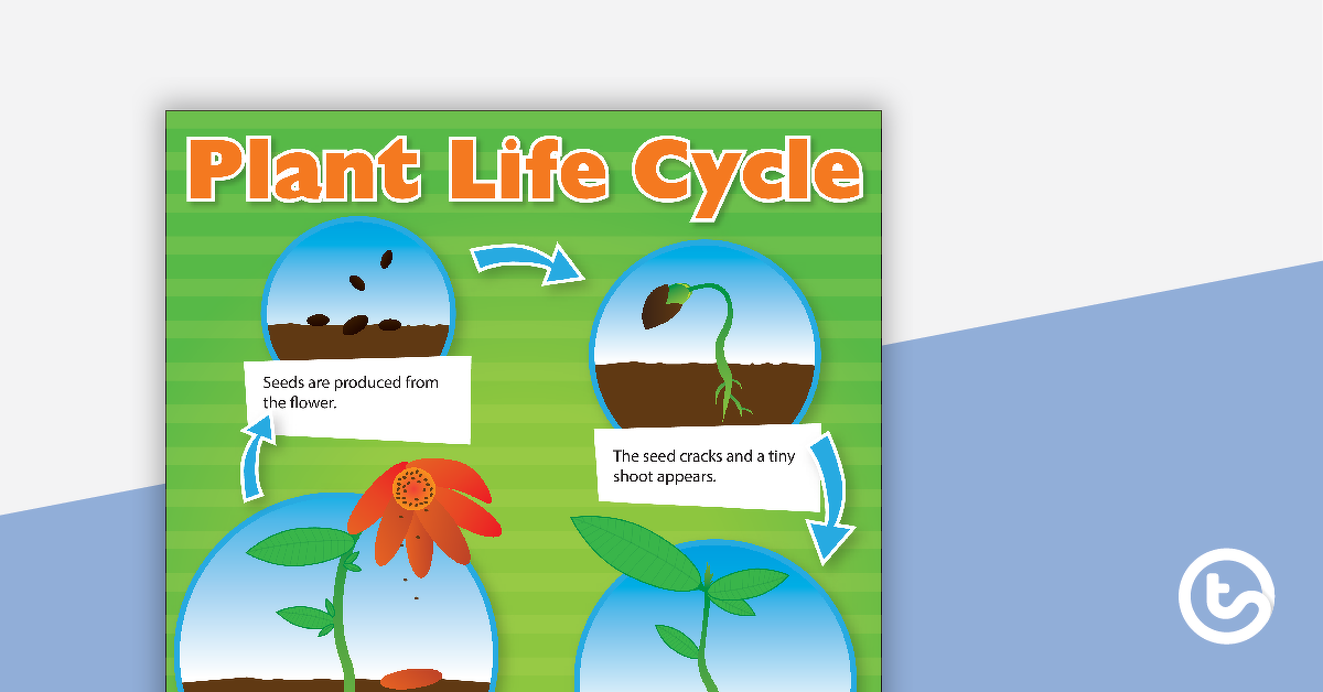预览图像对植物生命周期的海报——教学资源