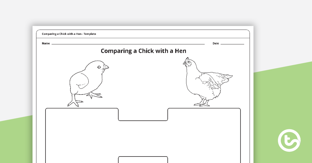 预览图像将小鸡与母鸡模板进行比较 - 教学资源