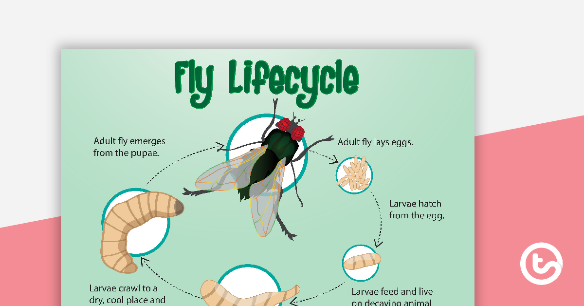 预览图像为一只苍蝇的生命周期的海报——教学资源
