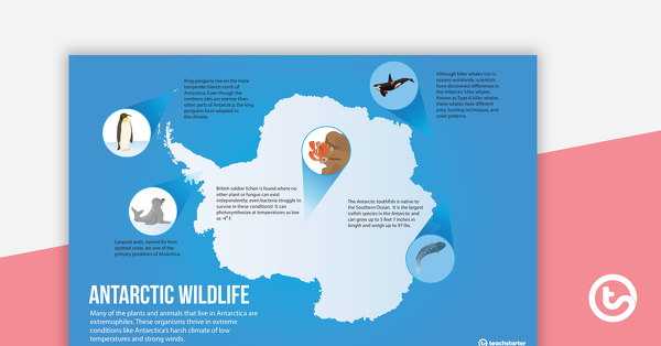 南极野生动物海报的预览图像 - 教学资源