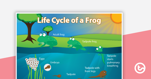 青蛙生命周期的缩略图 - 教学资源