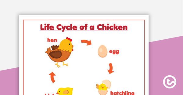 鸡生命周期的预览图像 - 海报 - 教学资源