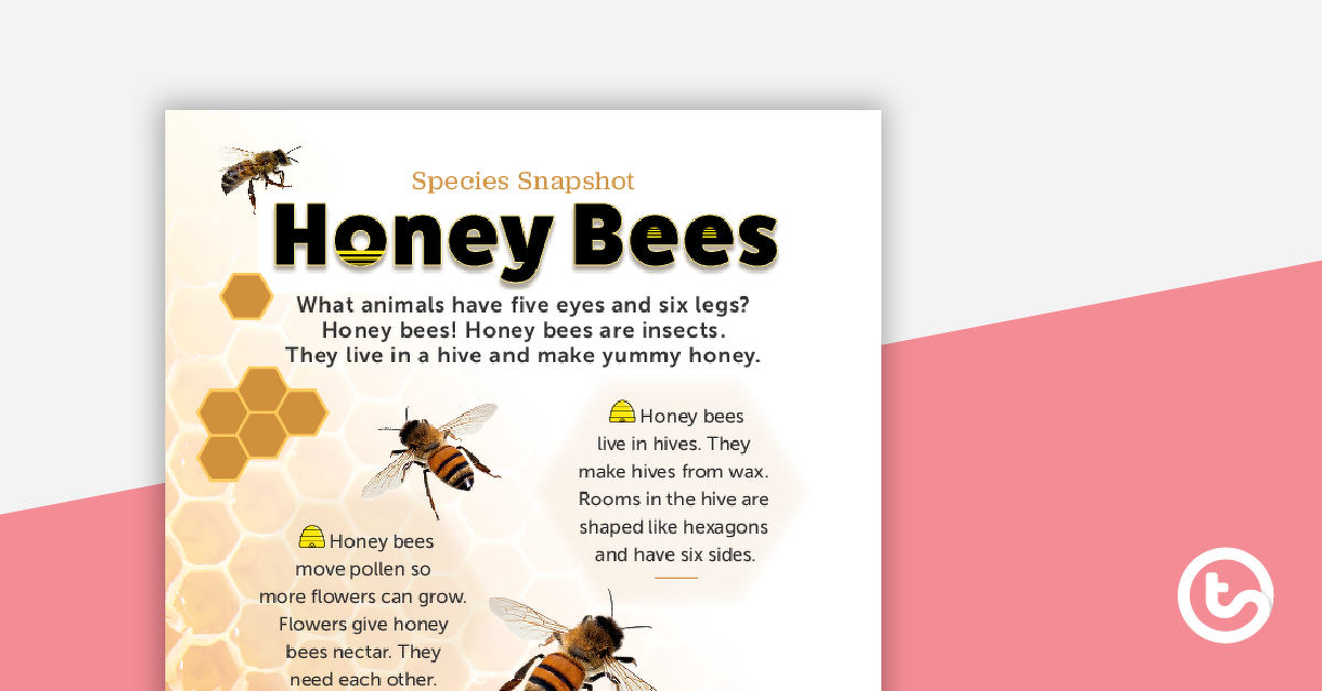预览图像对于物种快照工作表——蜜蜂——教学资源
