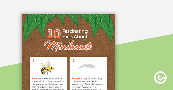Preview image for 10 Fascinating Facts About Minibeasts – Worksheet - teaching resource