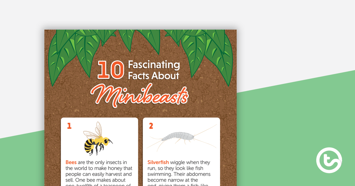 预览图像关于Minibeasts 10迷人的事实——工作表——教学资源