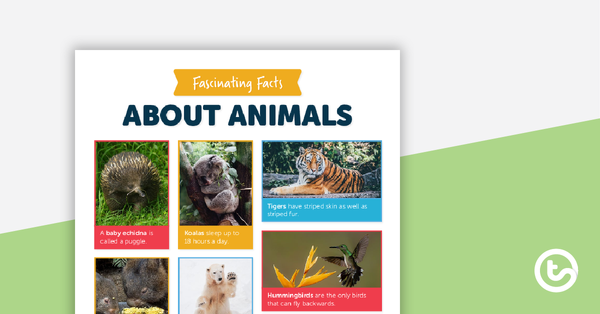 预览图像关于动物的有趣事实表——教学资源