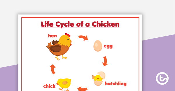 鸡肉生命周期预览图像 - 海报教学资源