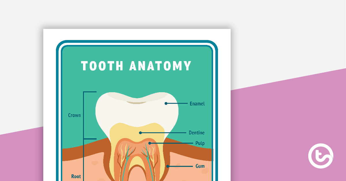 预览图像牙齿解剖海报——教学资源