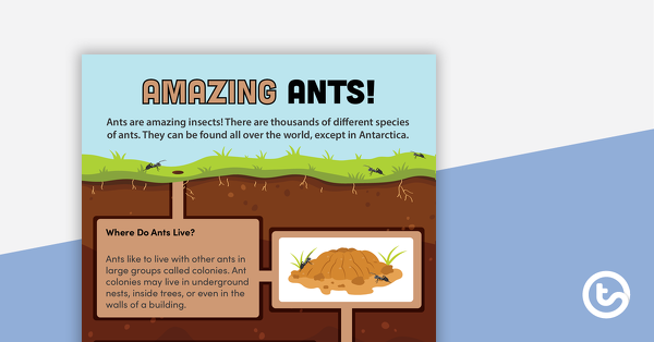 预览我age for Amazing Ants! – Worksheet - teaching resource